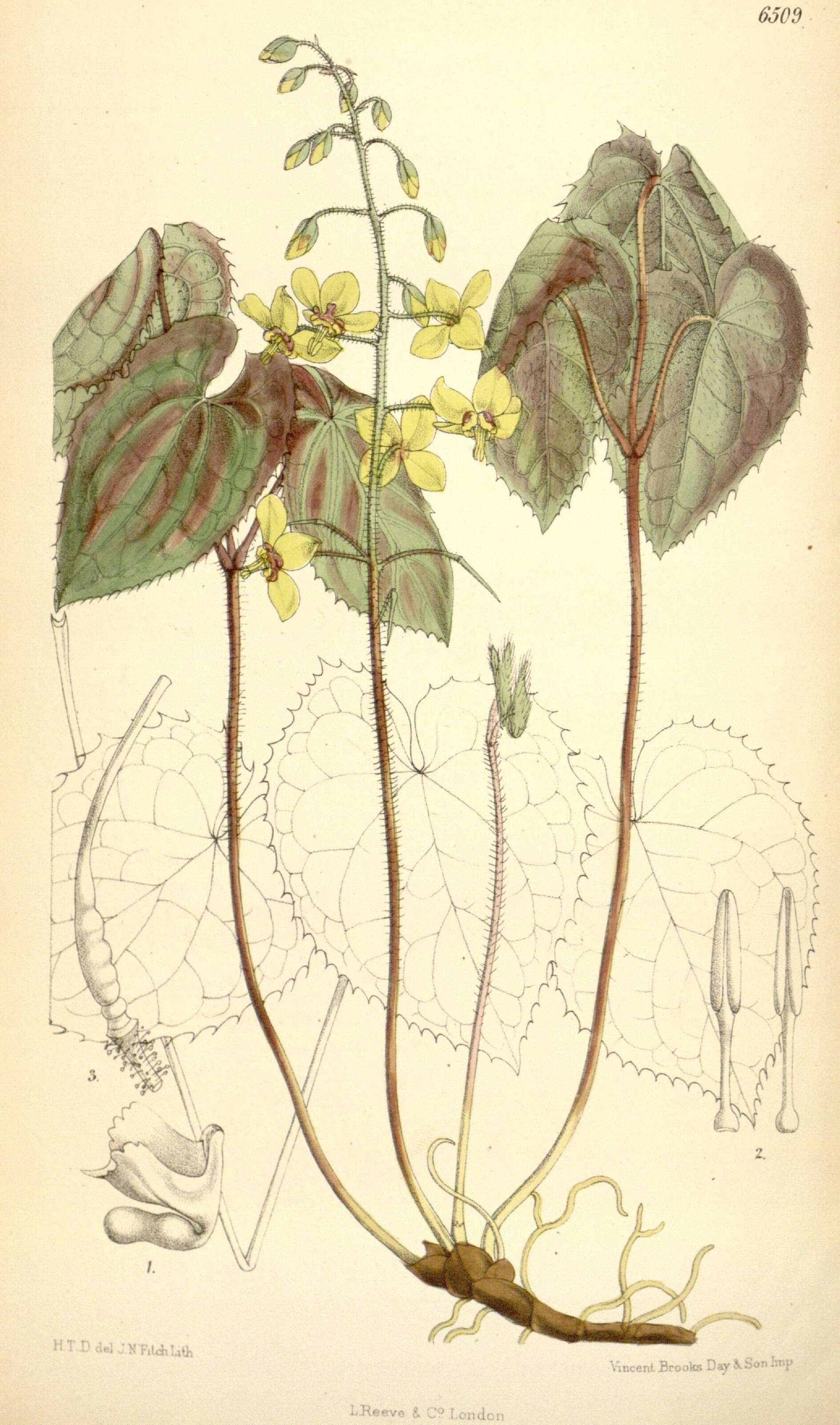 Imagem de Epimedium