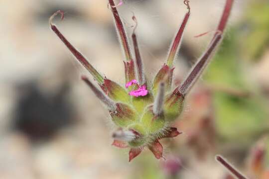 Image of rose scented geranium