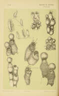 Image de Buguloidea Gray 1848