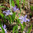 Image of dwarf lake iris