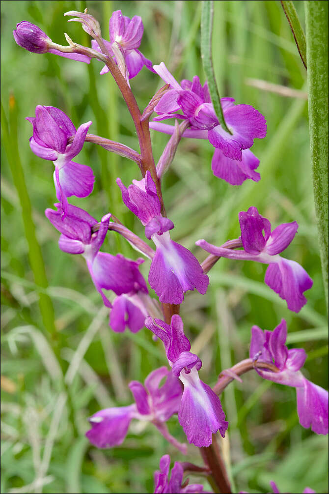 Image of Loose-flowered orchid