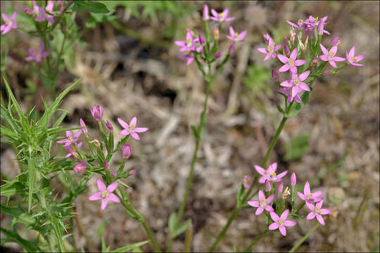 Image of slender centaury