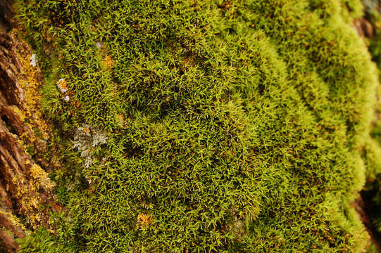 Image of orthotrichum moss