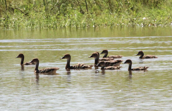 Image de Dendrocygne d'Eyton