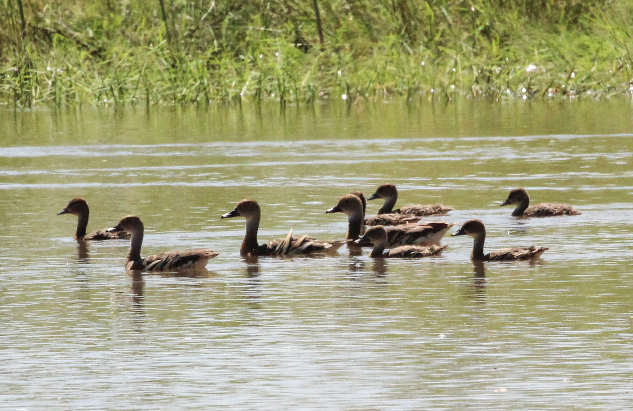 Image of Grass Whistling Duck