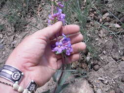 Image of Osterhout's beardtongue