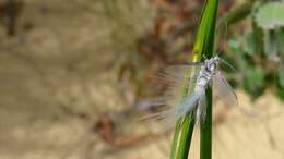 Image of Callipappidae