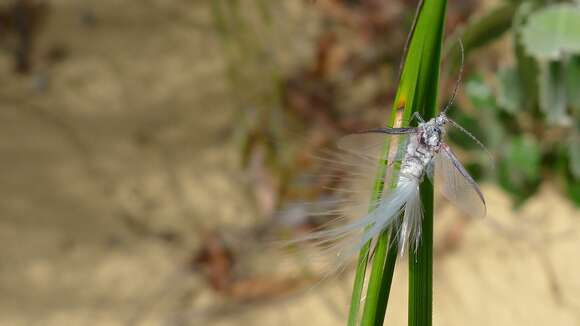 Imagem de Callipappidae