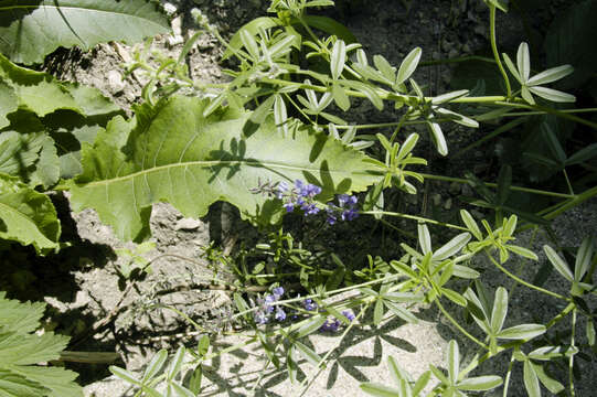 Imagem de Psoralea tenuiflora Pursh