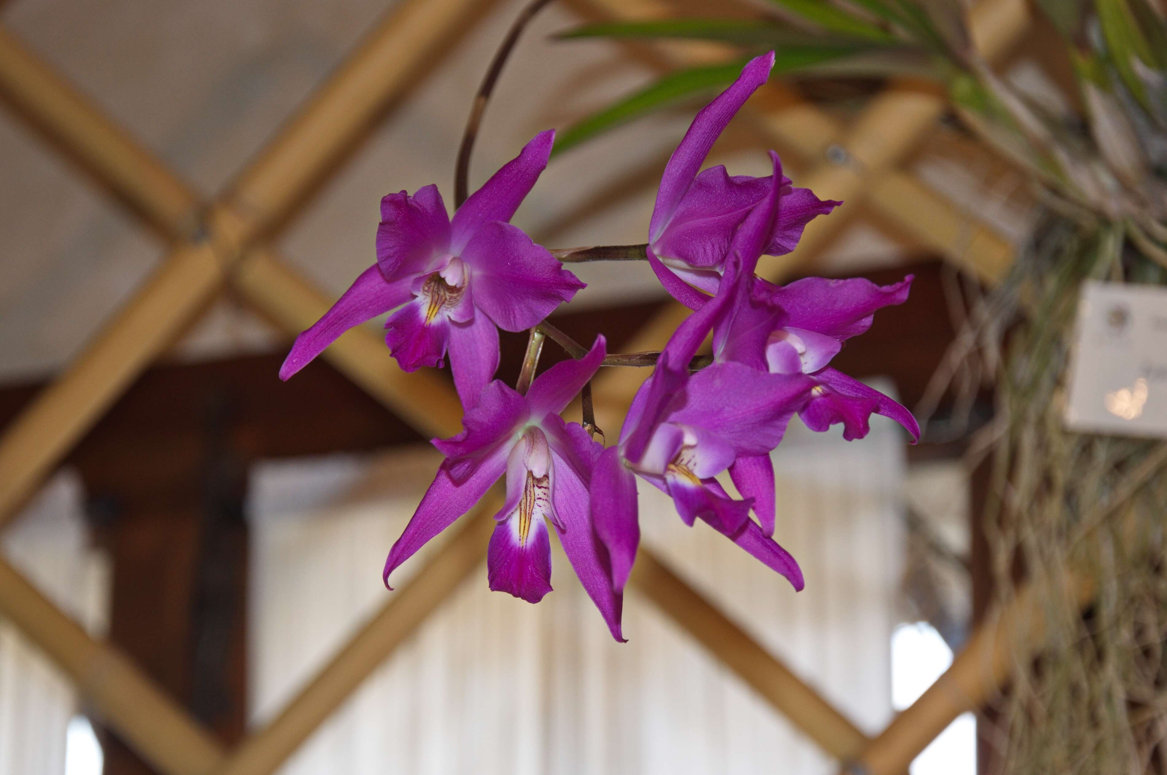 Image of Laelia gouldiana Rchb. fil.