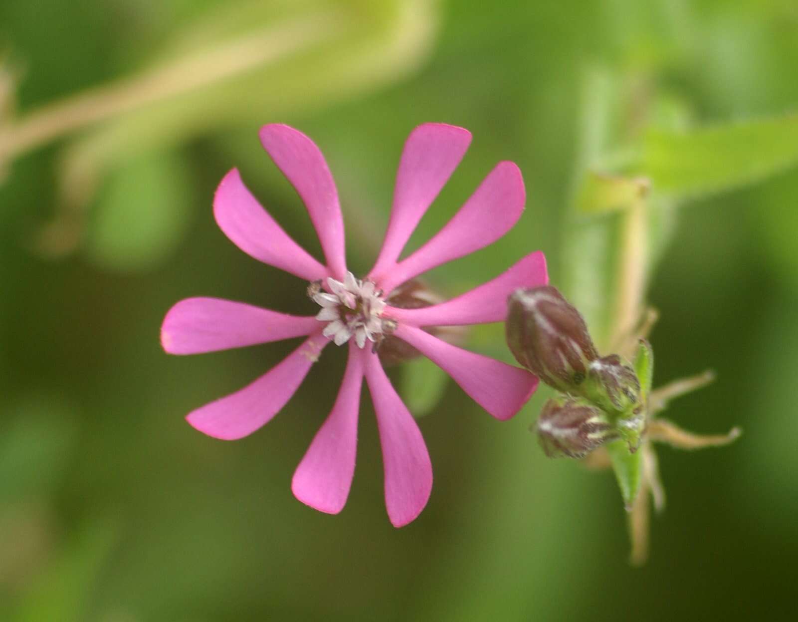 Image of red catchfly