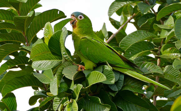 Image of Aratinga acuticaudata