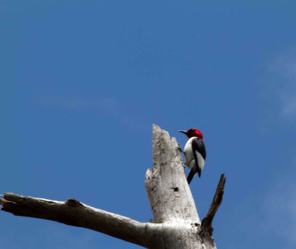 Image of Red-headed Woodpecker