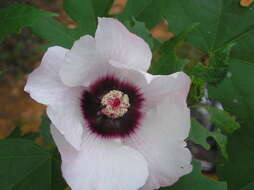 Imagem de Hibiscus platanifolius (Willd.) Sweet