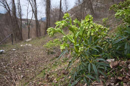 Image of Stinking Hellebore