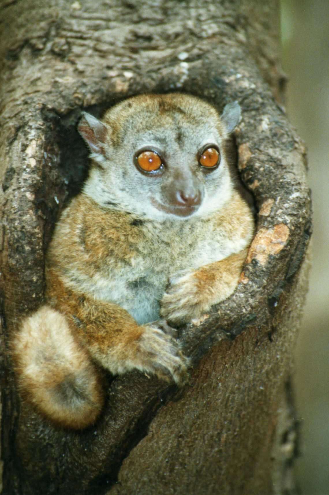 Image of sportive lemurs