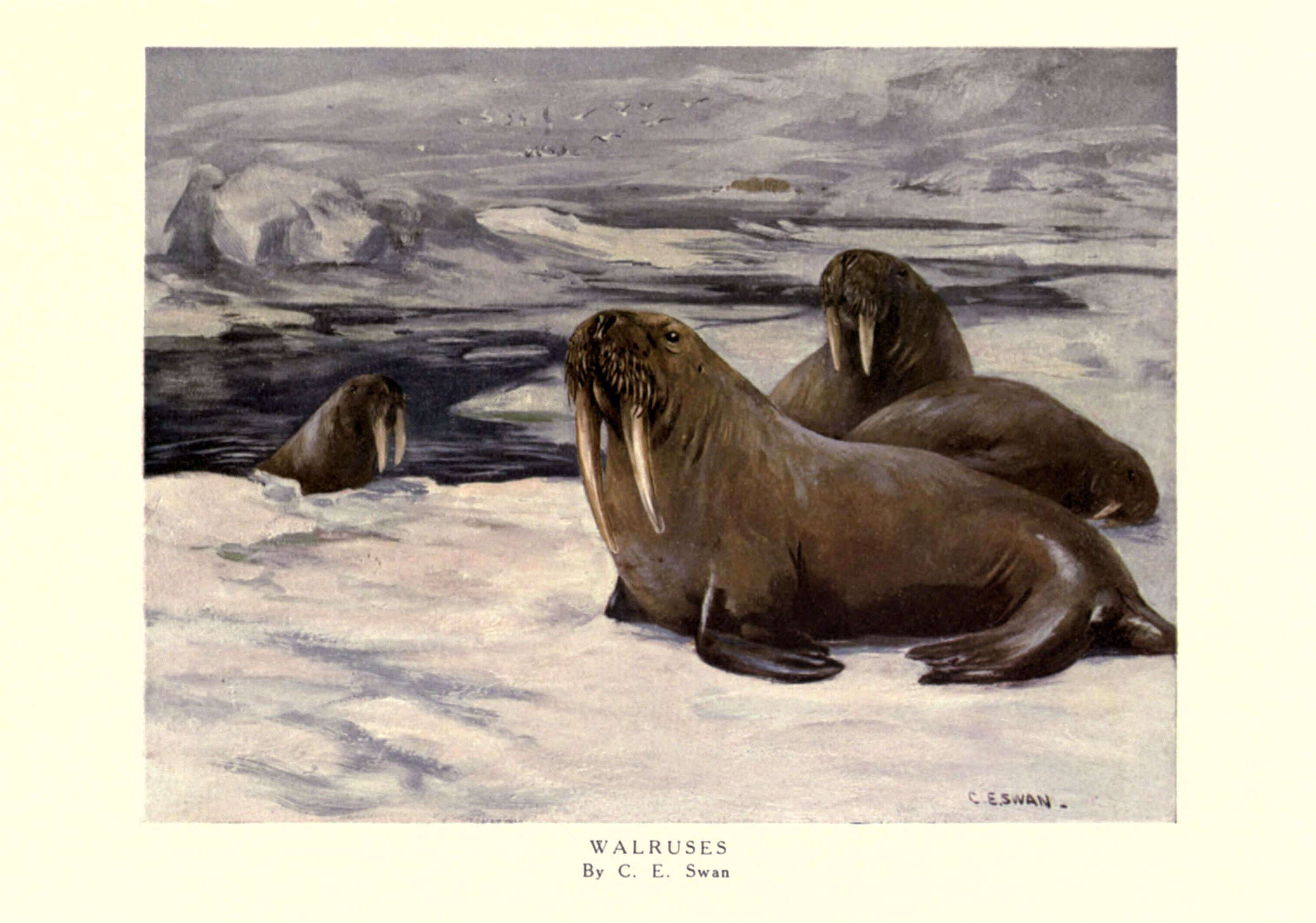 Image of walruses