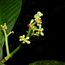 Image of Psychotria sarapiquensis Standl.