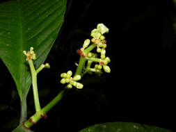 Plancia ëd Psychotria sarapiquensis Standl.