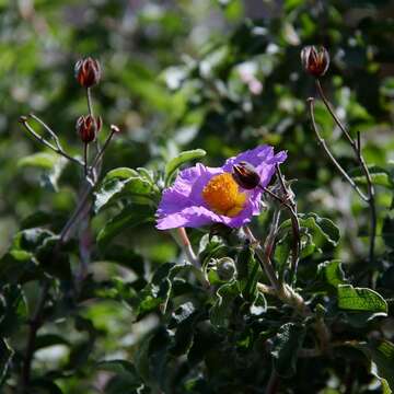 Image of hairy rockrose