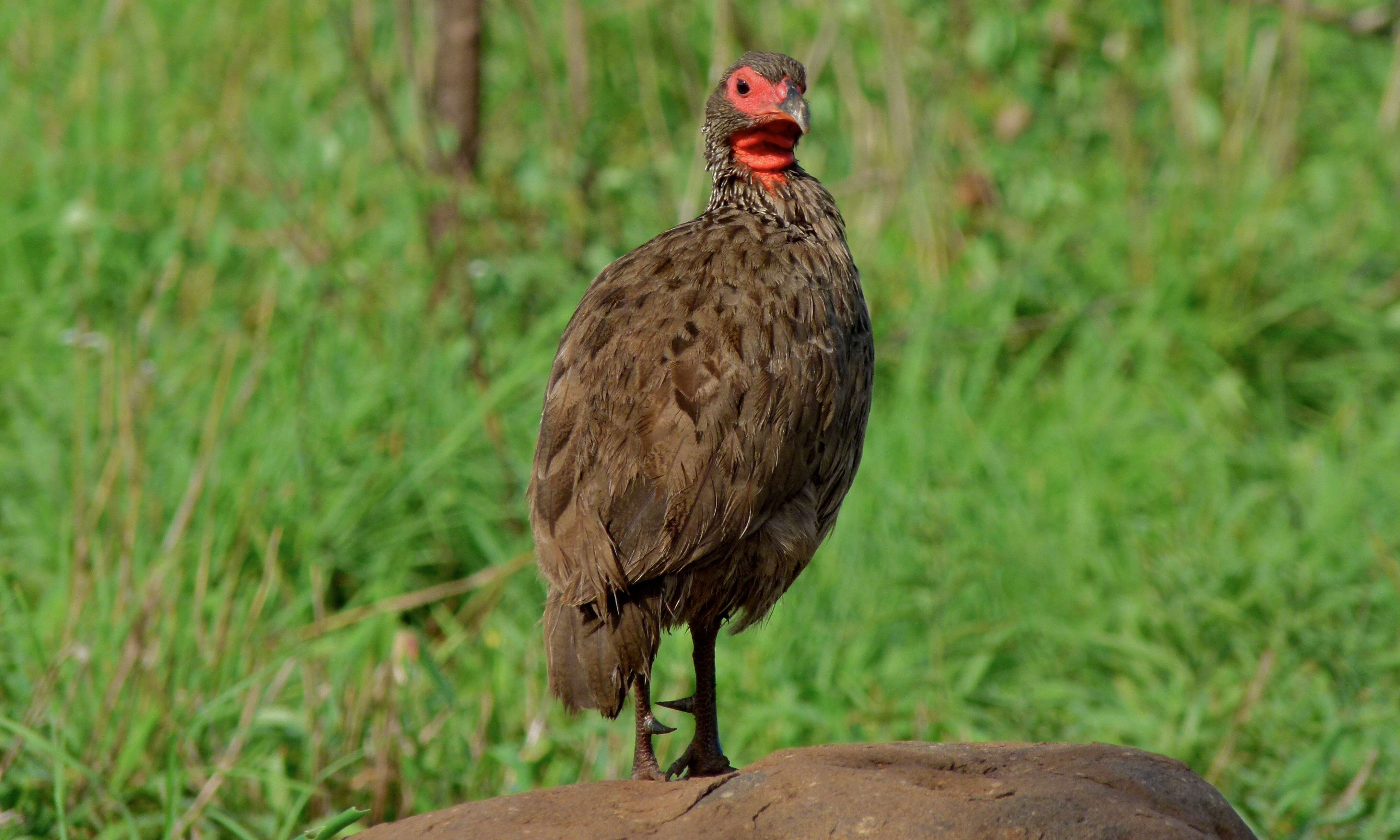 Image of Swainson's Spurfowl