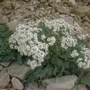 Image of sea kale