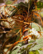 Image of Cuscuta jalapensis Schltdl.