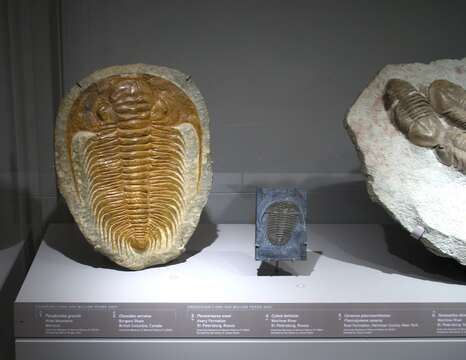 Image of trilobites