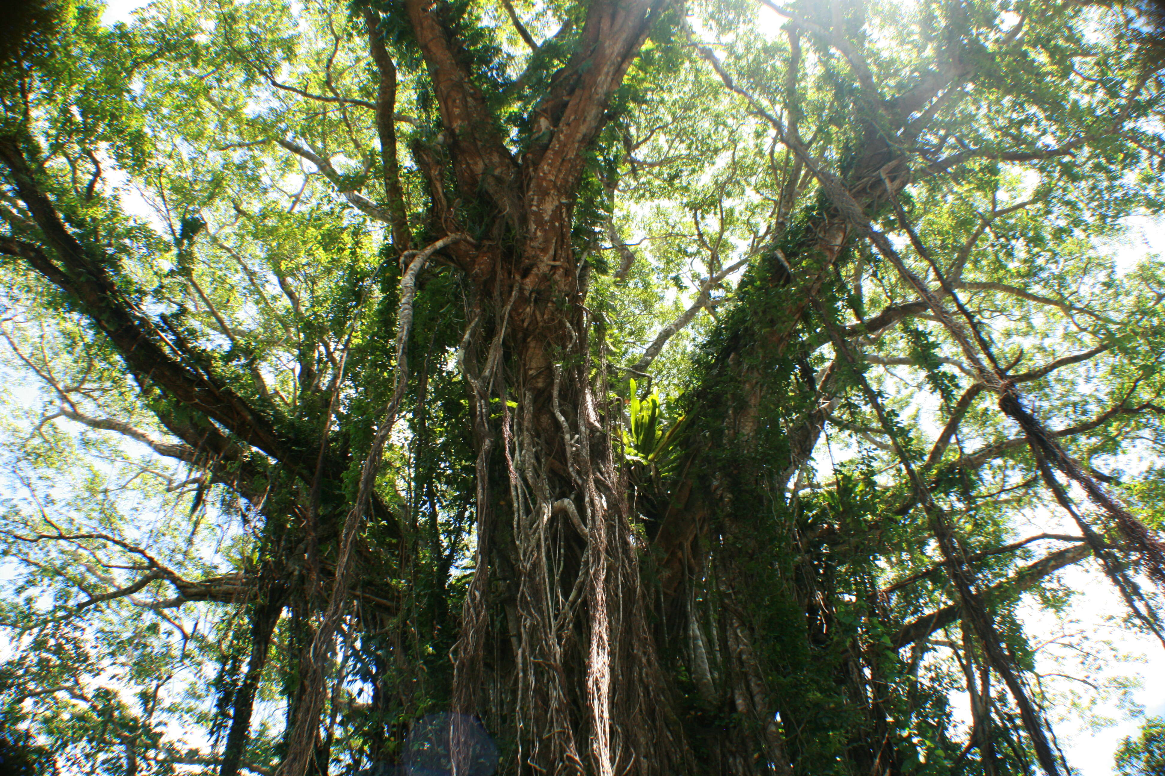 Image of Ficus obliqua G. Forster