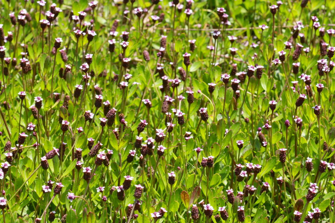 Plancia ëd Phyla nodiflora (L.) Greene