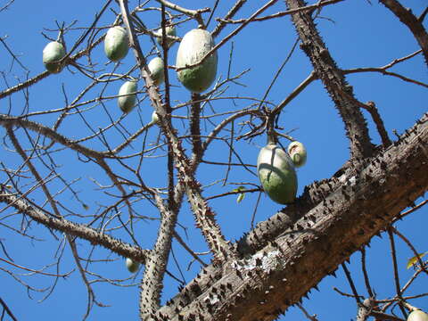 Image of Pink kapok tree