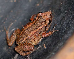 Image of Greenhouse Frog