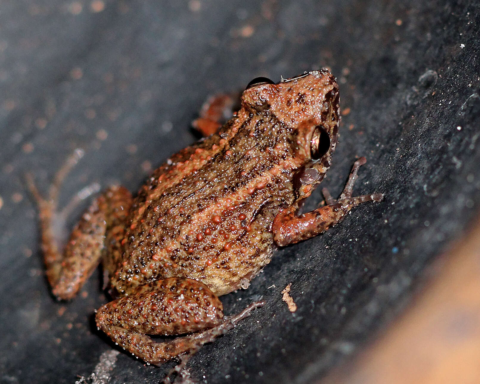 Image of Greenhouse Frog