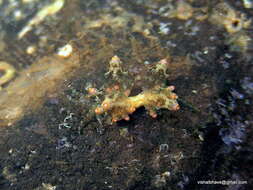 Image of Eubranchus mandapamensis (K. P. Rao 1968)