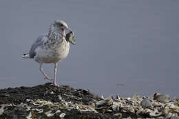 Larus Linnaeus 1758 resmi