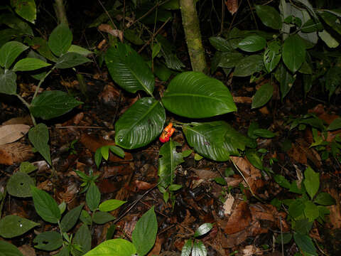 Image of Dieffenbachia concinna Croat & Grayum