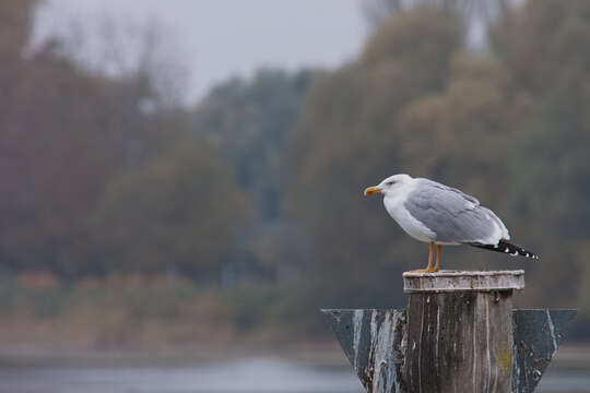 Imagem de Larus Linnaeus 1758