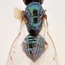 Image of Tetrastichus coelarchus Graham 1991