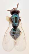 Imagem de Eulophidae