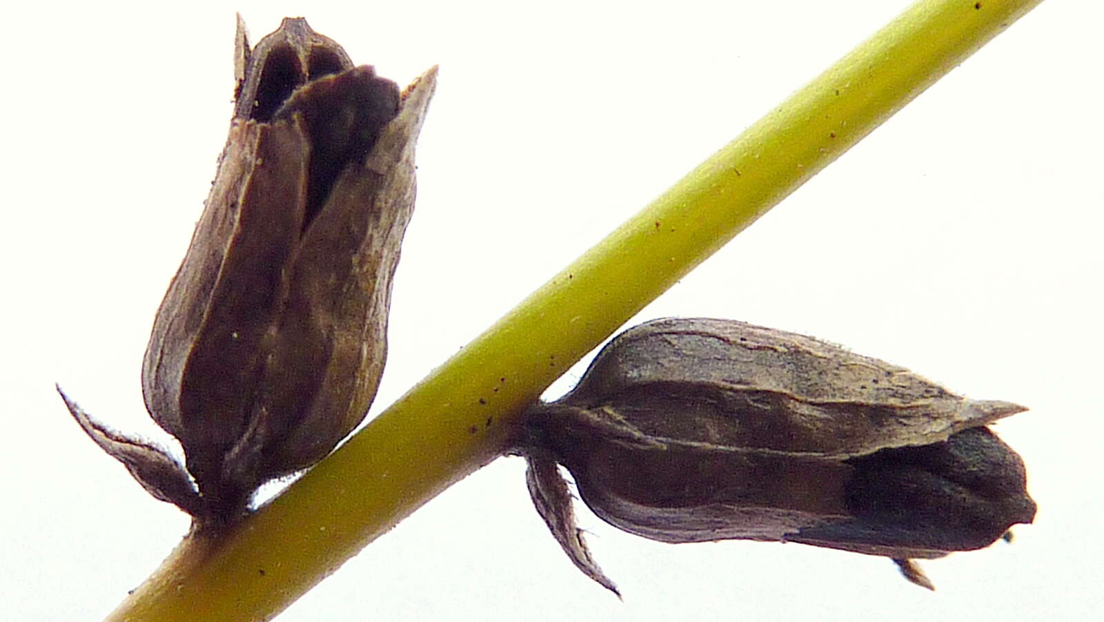Image of Buchnera ciliata Pennell