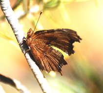 Sivun Polygonia kuva