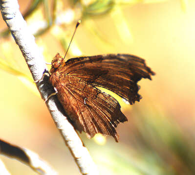 Слика од Polygonia satyrus Edwards