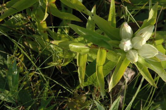 Image of plain gentian