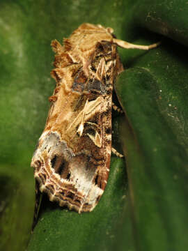 Imagem de Spodoptera ornithogalli Guenée 1852