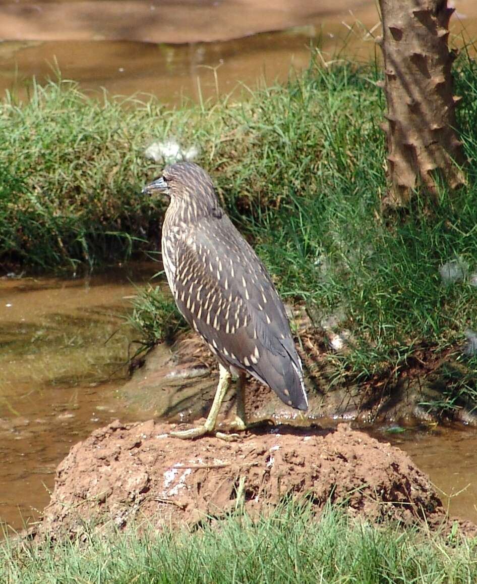 Image of Night Herons