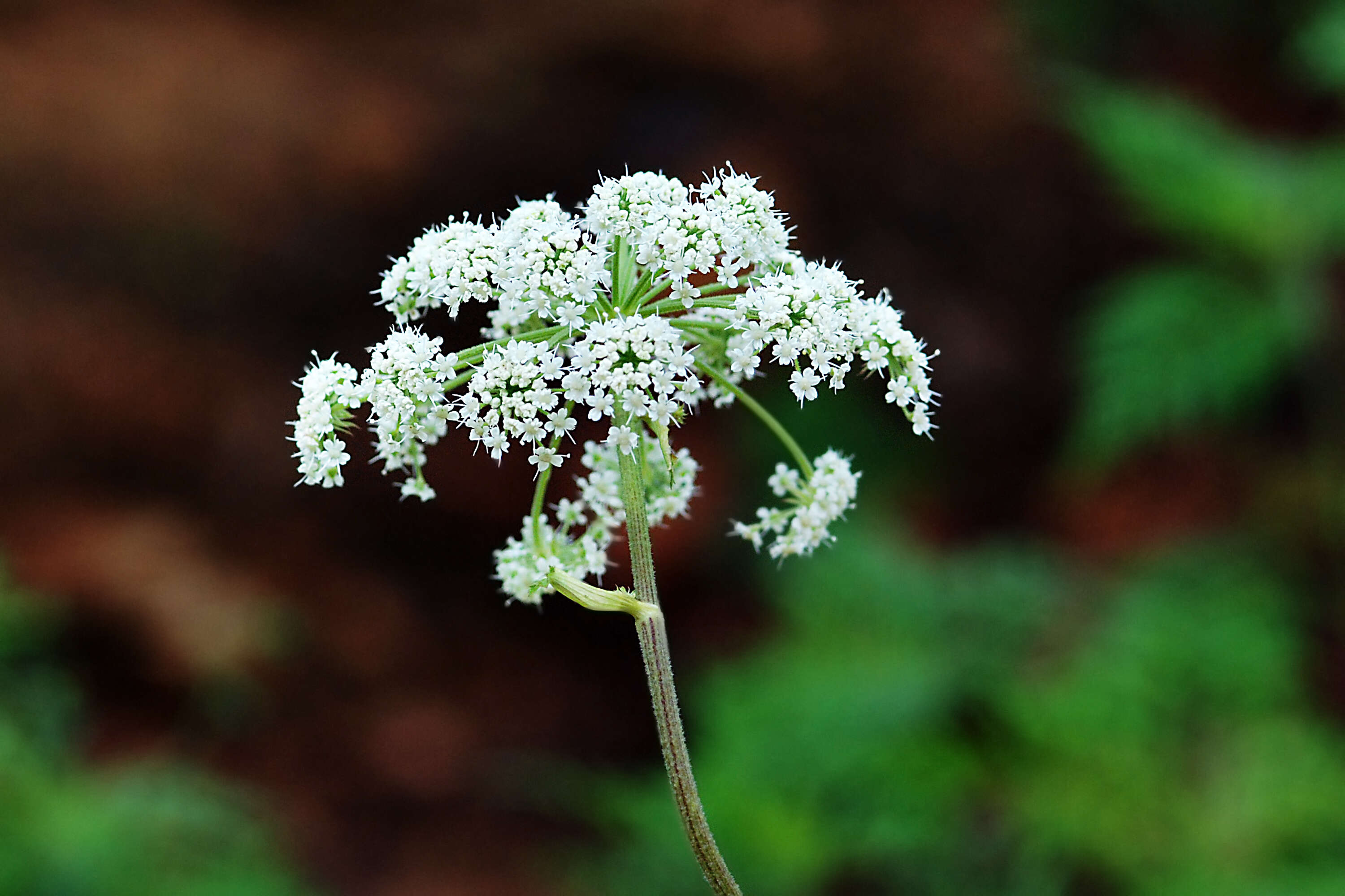 Image of hairy angelica