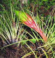 Image of Tillandsia punctulata Schltdl. & Cham.