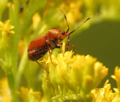 Image of Deraeocoris