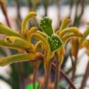 Image of Anigozanthos Tenacity