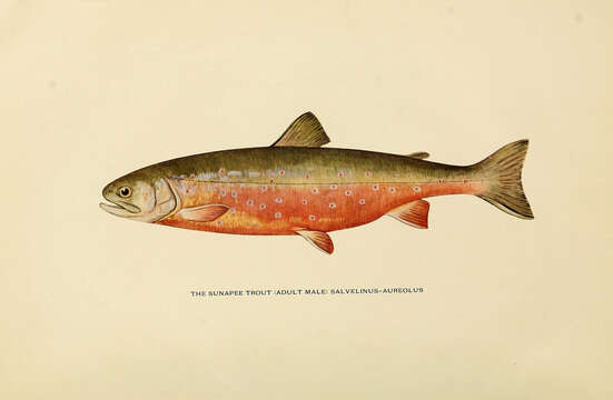 Image of Arctic Char